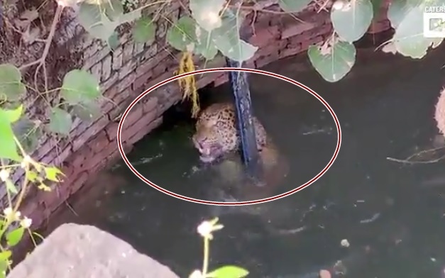 Video: Báo đốm rơi xuống giếng nước sâu được giải cứu khỏi bị chết đuối